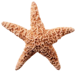estrella-mar