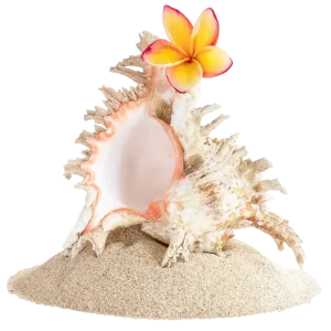 grupo-de-conchas-con-arena